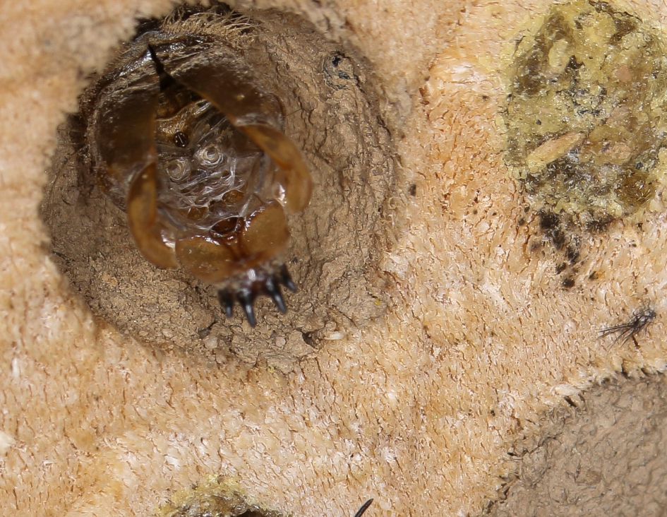 vreemde in bijen hotel